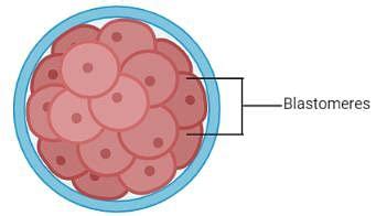 Embryonic Development Free MCQ Practice Test with Solutions - NEET