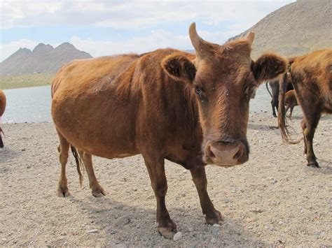 Native Asian Cattle Breeds: Characteristics and Uses