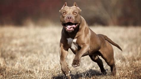 23 Most Aggressive Dog Breeds You Should Know - Golden Daily Scoop