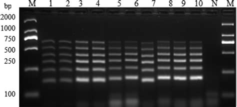 Image result for Multiplex PCR Primer Design