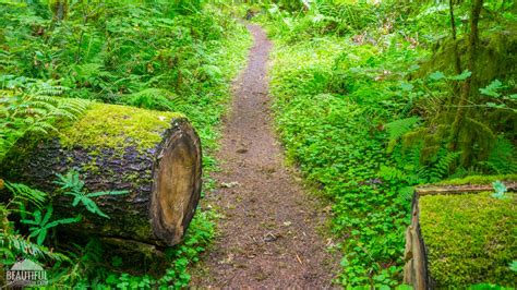 Iron Creek Campground of the Gifford Pinchot National Forest