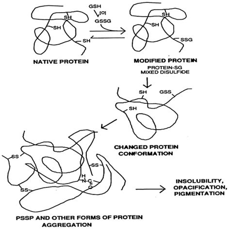 Glutathione and Glutaredoxin in Redox Regulation and Cell Signaling of ...
