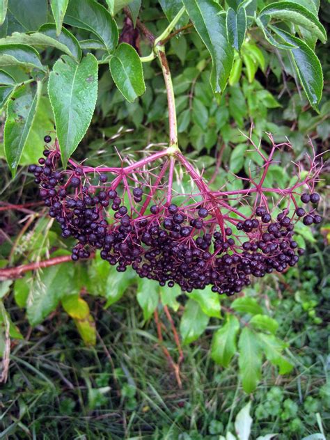 Easy Elderberry Wine Recipe for Beginners