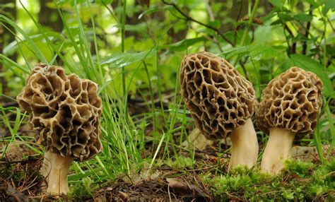 Where to Find Morel Mushrooms | Morel mushroom identification, Magic ...