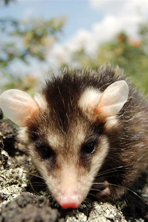 Tlacuache | Zarigueyas, Animales, Fauna