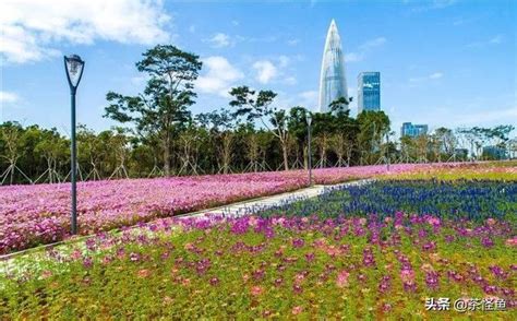 深圳的春天来了，这份二月赏花地图请收好