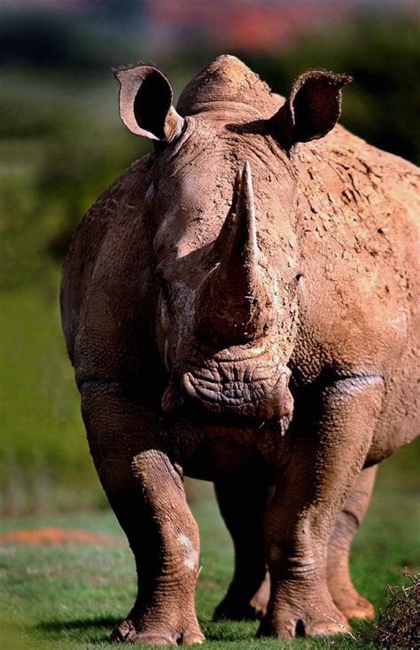 Image result for Rhino Shield Skin Tutorial