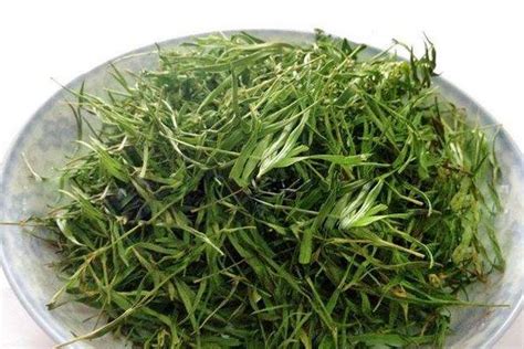 竹叶青茶市场价格多少钱一斤 竹叶青茶为什么这么贵 - 致富热