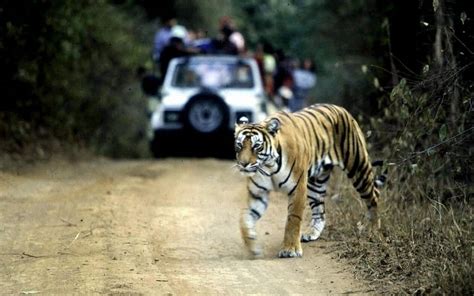 Ire of many animal rights activists: Commuters filming Tadoba tigers ...