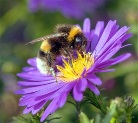 White-tailed Bumblebee in Latin Bombus Lucorum Stock Photo - Image of ...