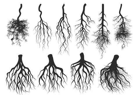 Tree Root Type 的图像结果