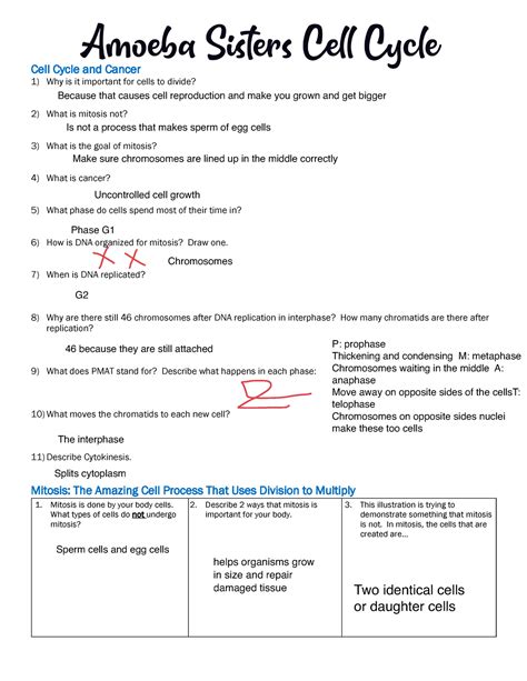 Krebs Cycle Amoeba Sisters at Louise Wang blog