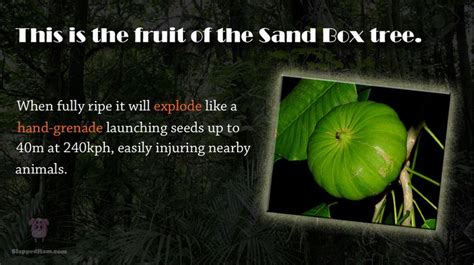 Image result for Sand Box Tree Pod Explosion