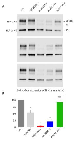 IJMS | Special Issue : Ferroportin and Ceruloplasmin: Structure and ...