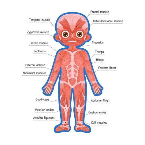 Ilustración de vector de tejido muscular humano para niños | Vector ...