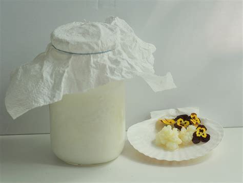 DIY: Make Your Own Kefir - Kiku Corner