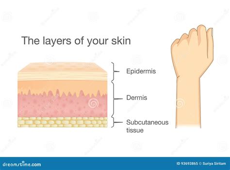 Anatomy of Human Skin Layer and Arm. Stock Vector - Illustration of finger, muscle: 93693865