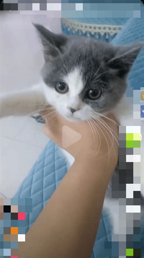 【猫女子】猫好きに共通する特徴・心理～恋愛傾向も！【猫男子】 - Japan Pets