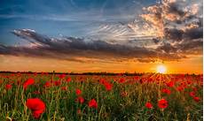Wallpaper Images Hd Free by Hd Wallpapers Flowers Widescreen Images Free Wallpaper Images Hd Free