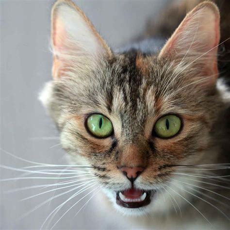 Cat Meowing