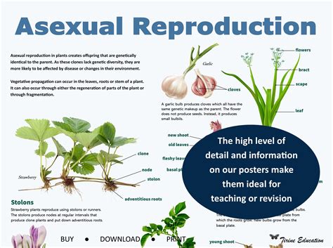 Asexual Reproduction in Plants Poster, Science Biology Poster ...