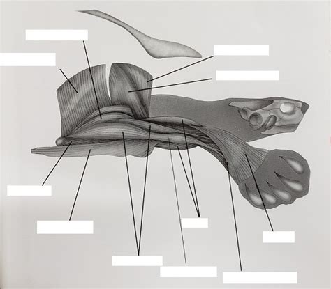 Image result for Turtle Shell Back Muscles