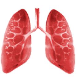 Class Mammalia: Characteristics, Classification, Examples, in BIOLOGY ...