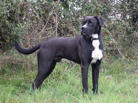 Boxer and Lab Mix 的图像结果