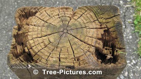 Image result for Tree Rot Damage Repair