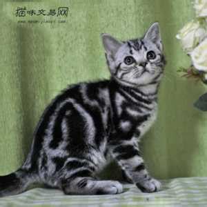 美短虎斑猫图片价位,虎斑猫图片价位_大山谷图库