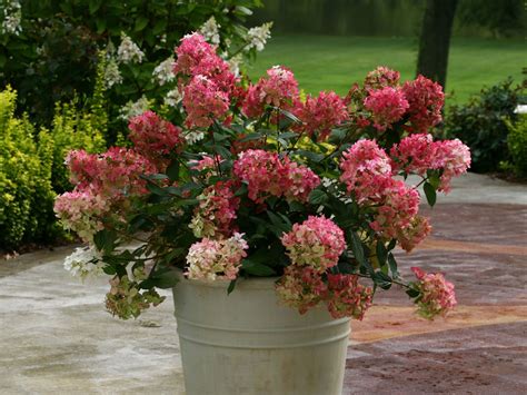 Rispenhortensie PROVEN WINNERS ® 'Fire Light' - Hydrangea paniculata ...