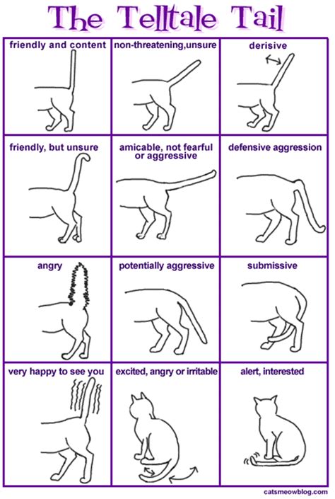 Cat Body Language 的图像结果