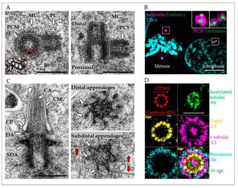 With Age Comes Maturity: Biochemical and Structural Transformation of a ...