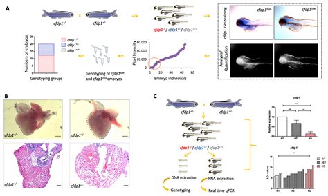 Cfdp1 Is Essential for Cardiac Development and Function