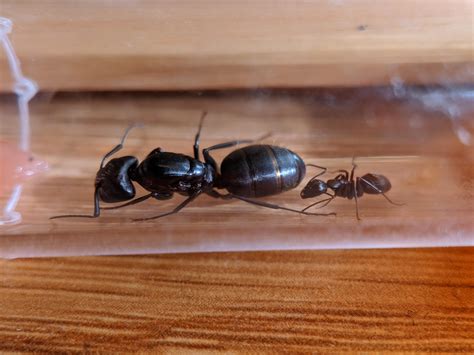 Carpenter Ant Queen
