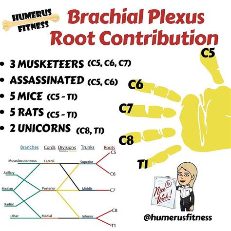 Mnemonics For Brachial Plexus