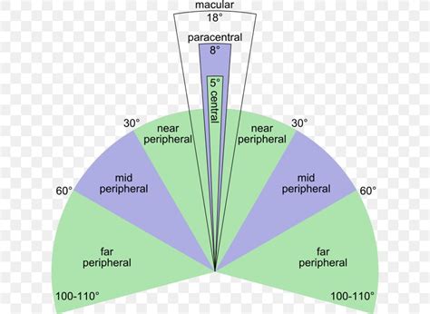 Image result for Peripheral Vision Field of View