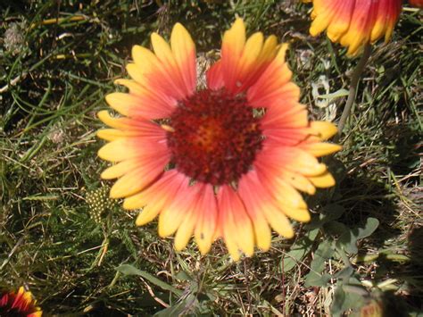 Oklahoma State Wildflower