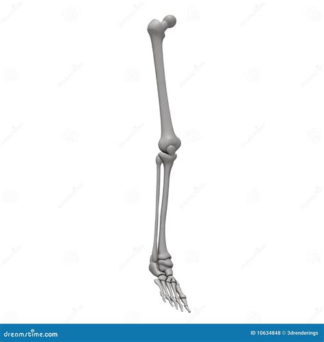 Huesos de la pierna stock de ilustración. Ilustración de sistema - 10634848