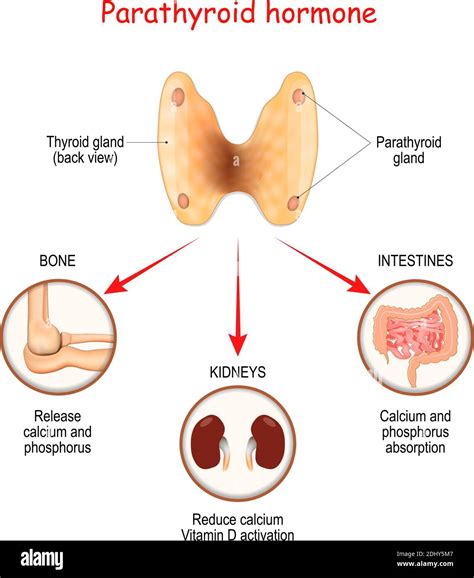Hormones produced by the parathyroid gland. Parathyroid hormone (PTH). parathormone. parathyrin ...