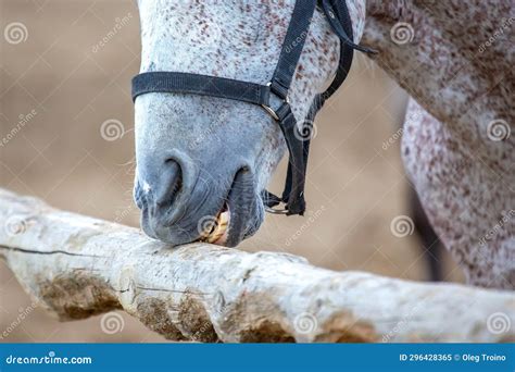 Horse Grinds His Teeth on a Tree Close-up Stock Image - Image of mouth, dentistry: 296428365