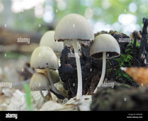 Mica Caps (Coprinellus Micaceus Stock Photo - Alamy