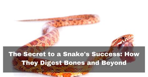Image result for How Snakes Digest Food