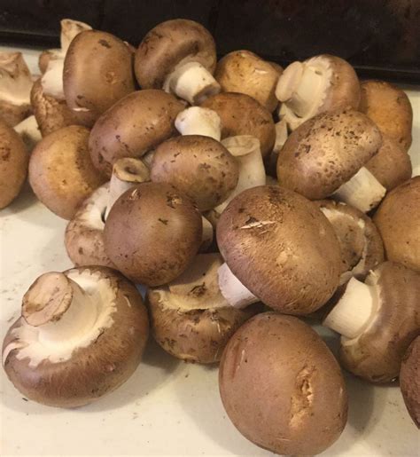Countrified Hicks: Dehydrating Mushrooms & Making Mushroom Powder