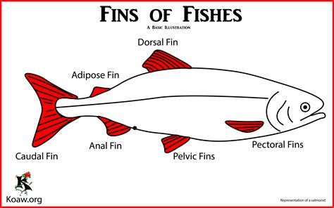 Image result for Fish Fin Patterns