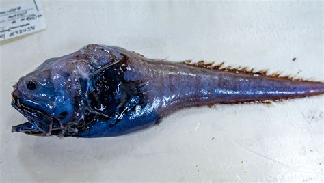 Bony Eared Assfish