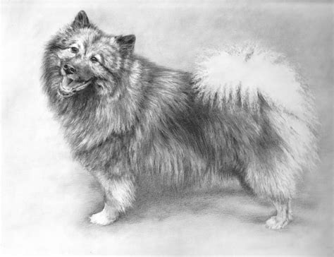 Graphite Pencil Drawing Tutorials of Animals 的图像结果