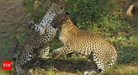 WATCH: Male leopard unexpectedly stops a heated fight between female ...
