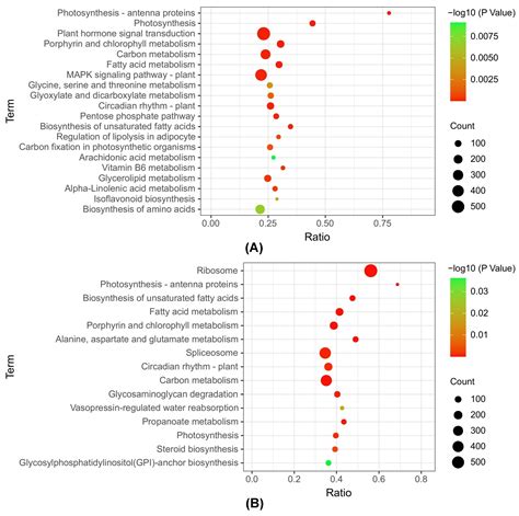 Integrated Metabolome and Transcriptome Analysis Unveils the Underlying ...