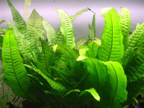 Java Fern Small Leaves at Tip 的图像结果